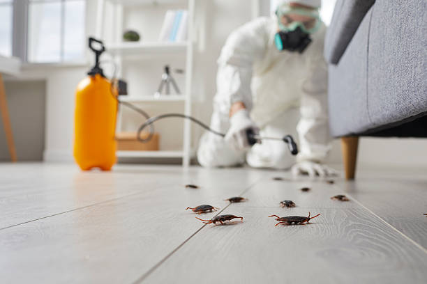 Commercial Kitchen Cockroach Control in Streator